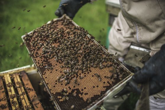 A new 1.5 times EFA weighting factor is also being introduced for land lying fallow for melliferous - pollen and nectar-rich - species of plants