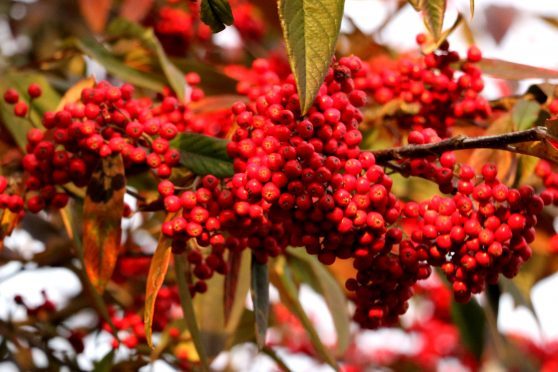 Cotoneaster frigidus