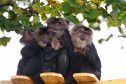 Macaque monkeys at Camperdown Wildlife Centre.