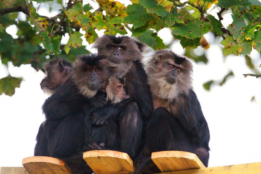 Macaque monkeys at the Dundee zoo