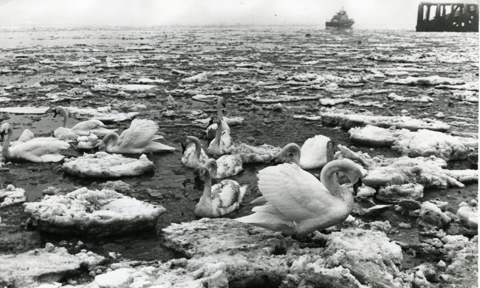 Swans at Broughty Ferry surrounded by ice. 
19/2/1979.