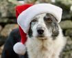 Jock, one of the Armadale farm sheepdogs, has embraced the seasonal spirit
