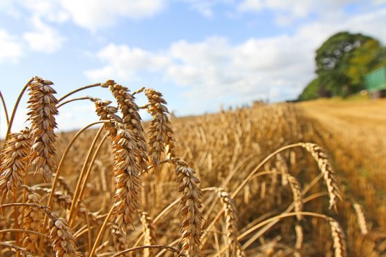 The distilling industry is the main customer for wheat in central and northern Scotland