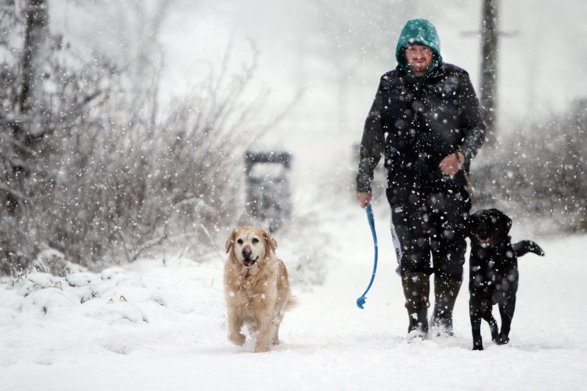 Andrew McLauchlan walking his dogs Maddie and Holmes in the heavy snow.