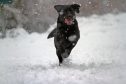 A dog in the snow in Perthshire in years gone by.
