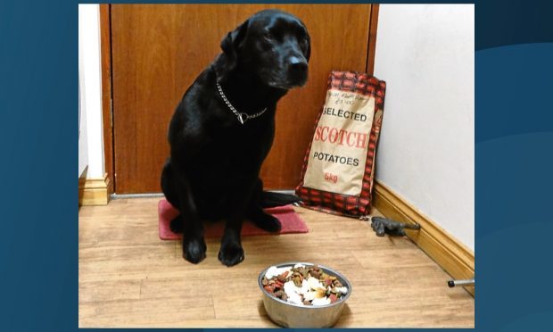 Inka eagerly awaits his dog's dinner.