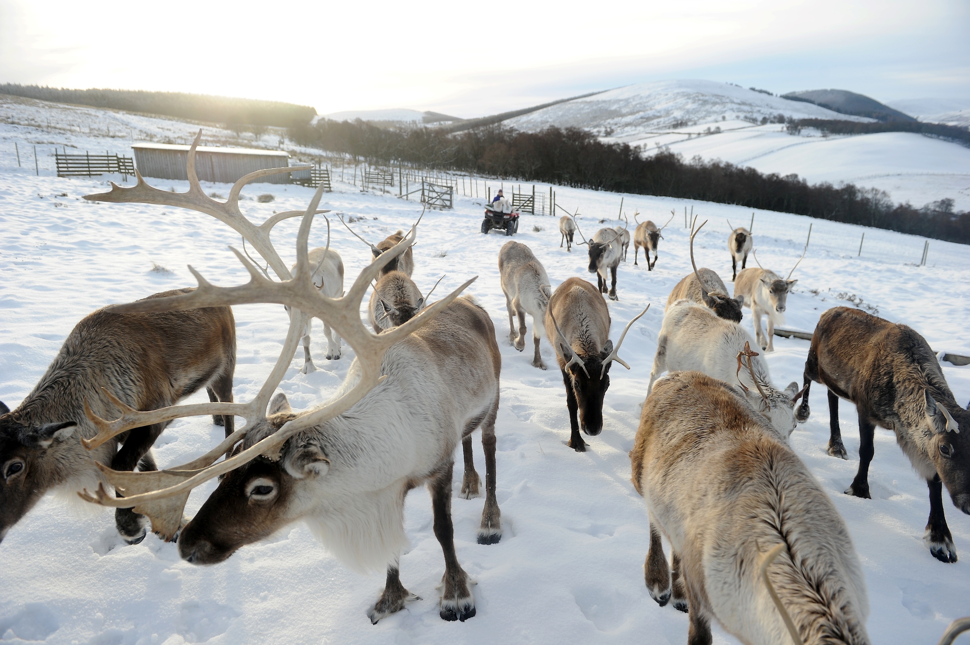 The Cairngorm Reindeer Herd.