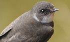 A Sand Martin, protected under the Wildlife and Countryside Act.