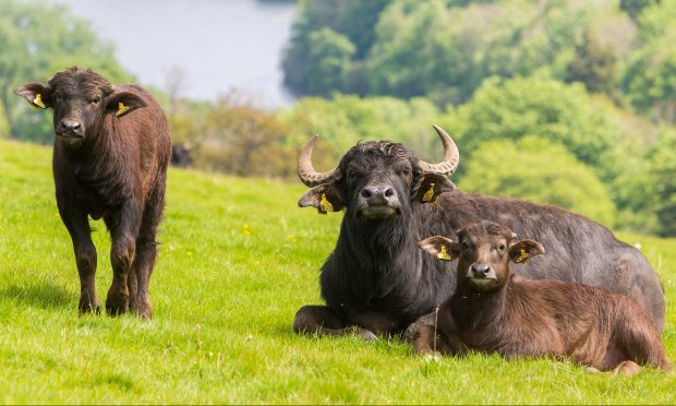 Buffalo at the farm. Image: Steve Brown/ DC Thomson