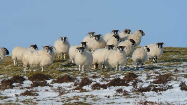 The campaign has been launched ahead of the lambing season.