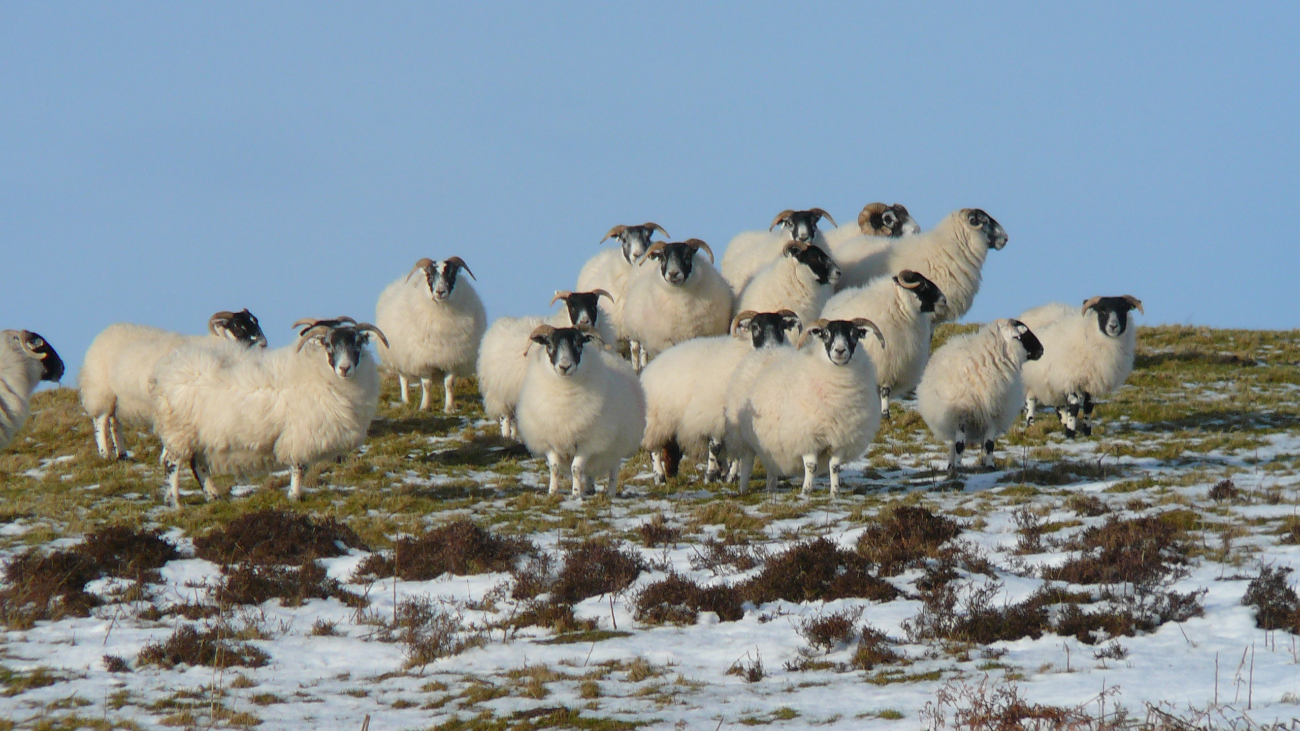 A survey of 400 Scottish sheep farmers revealed people were getting conflicting advice which discouraged them from acting on it.