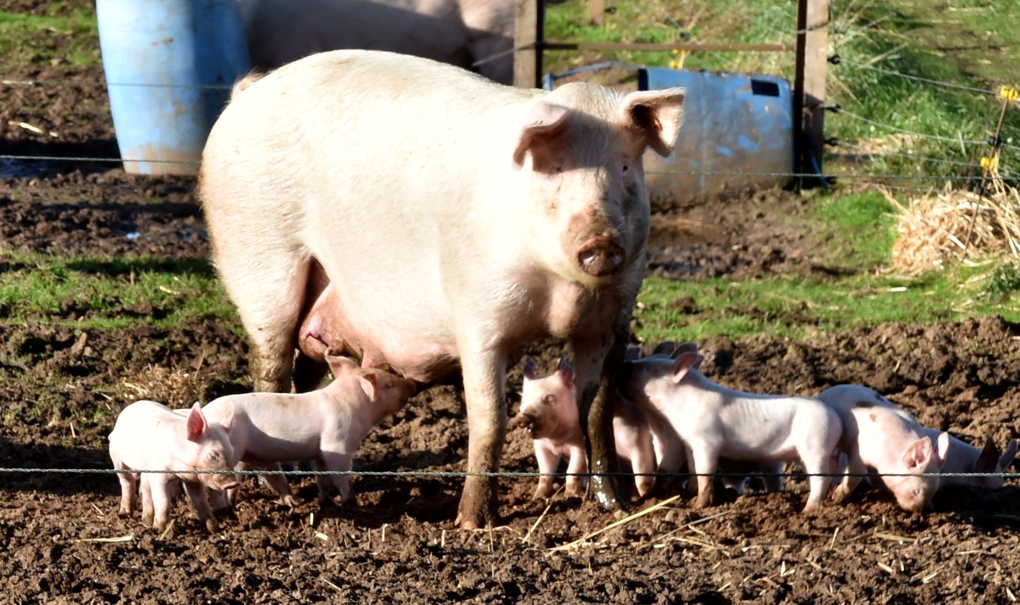 African swine fever outbreaks in Europe have been caused by wild boar or domestic pigs consuming contaminated pork