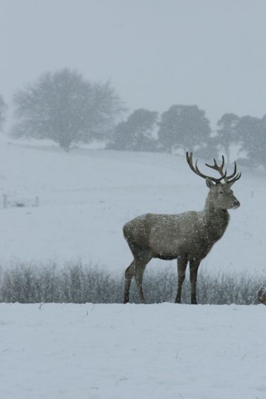 A stag in the snow in December 2009.