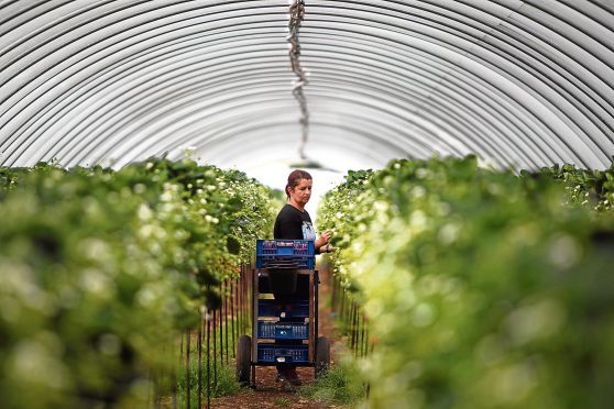 A fruit farm in Perthshire.