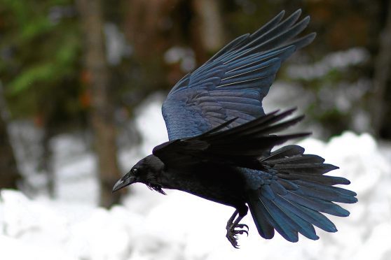 Raven flying above snow, California, Yosemite National Park, Taken 11.16 Copyright David Hoffmann