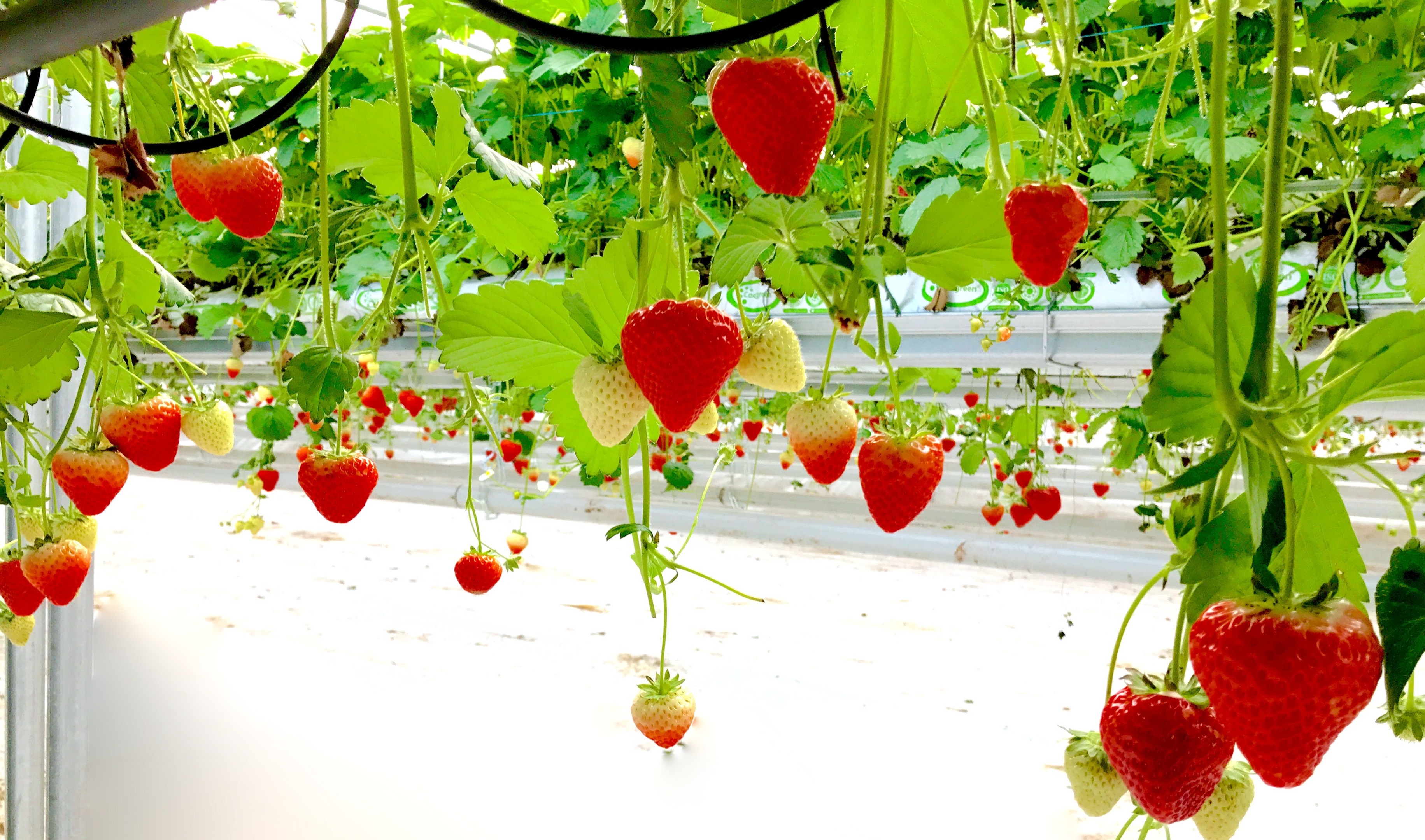 Abbey Fruit enjoys a productive strawberry harvest until late December with the help of innovative greenhouses.