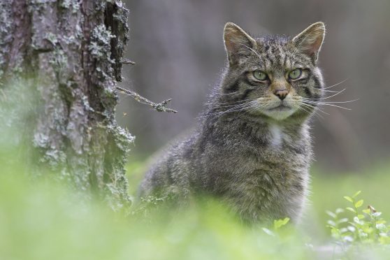 Scottish Wildcat