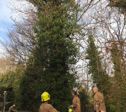 Firefighters try to entice the cat down from the tree.