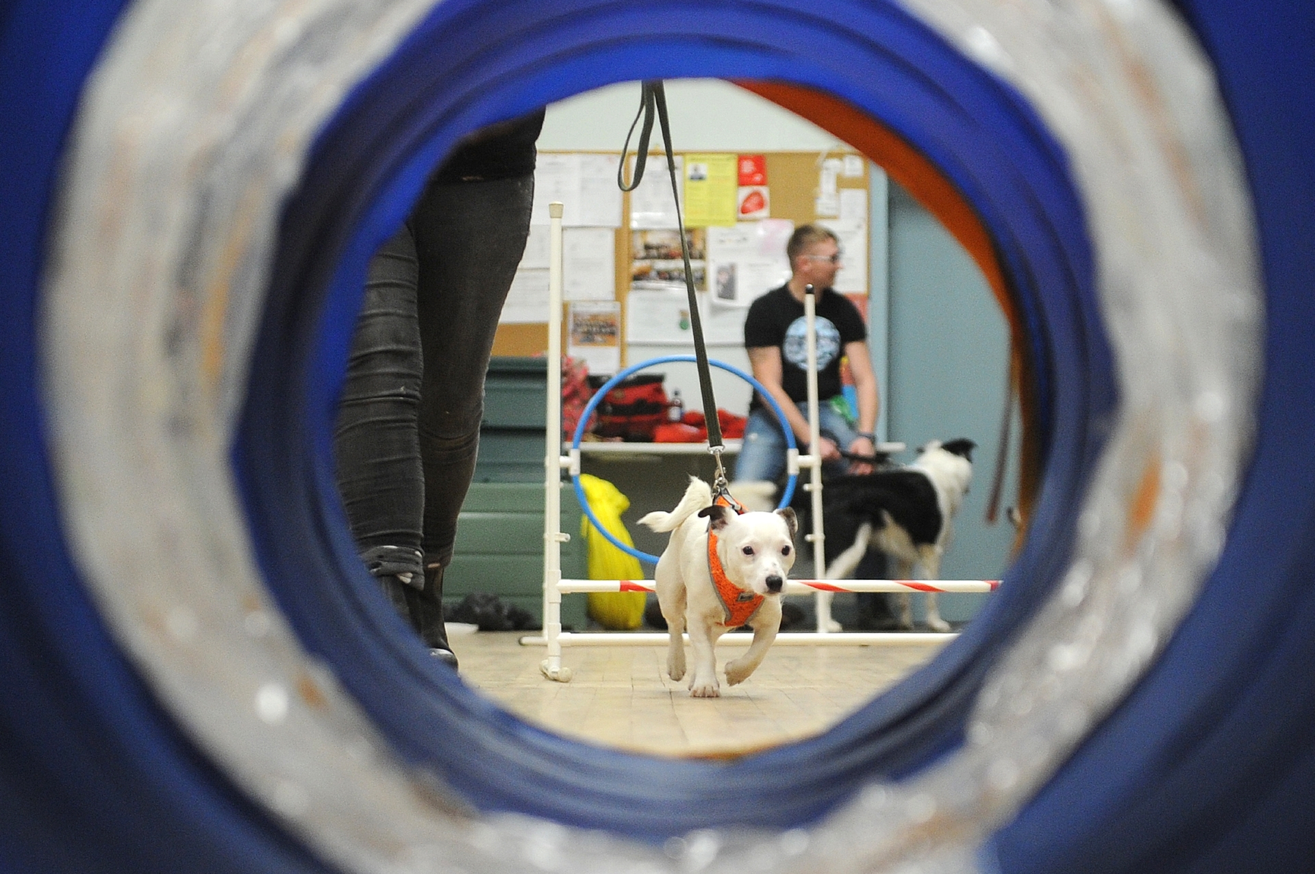 Sit! Stay! How Tealing's Dog Whisperer brings animals (and their owners