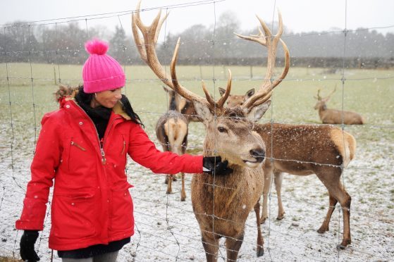 Gayle meets Argyll the stag at the Scottish Deer Centre.