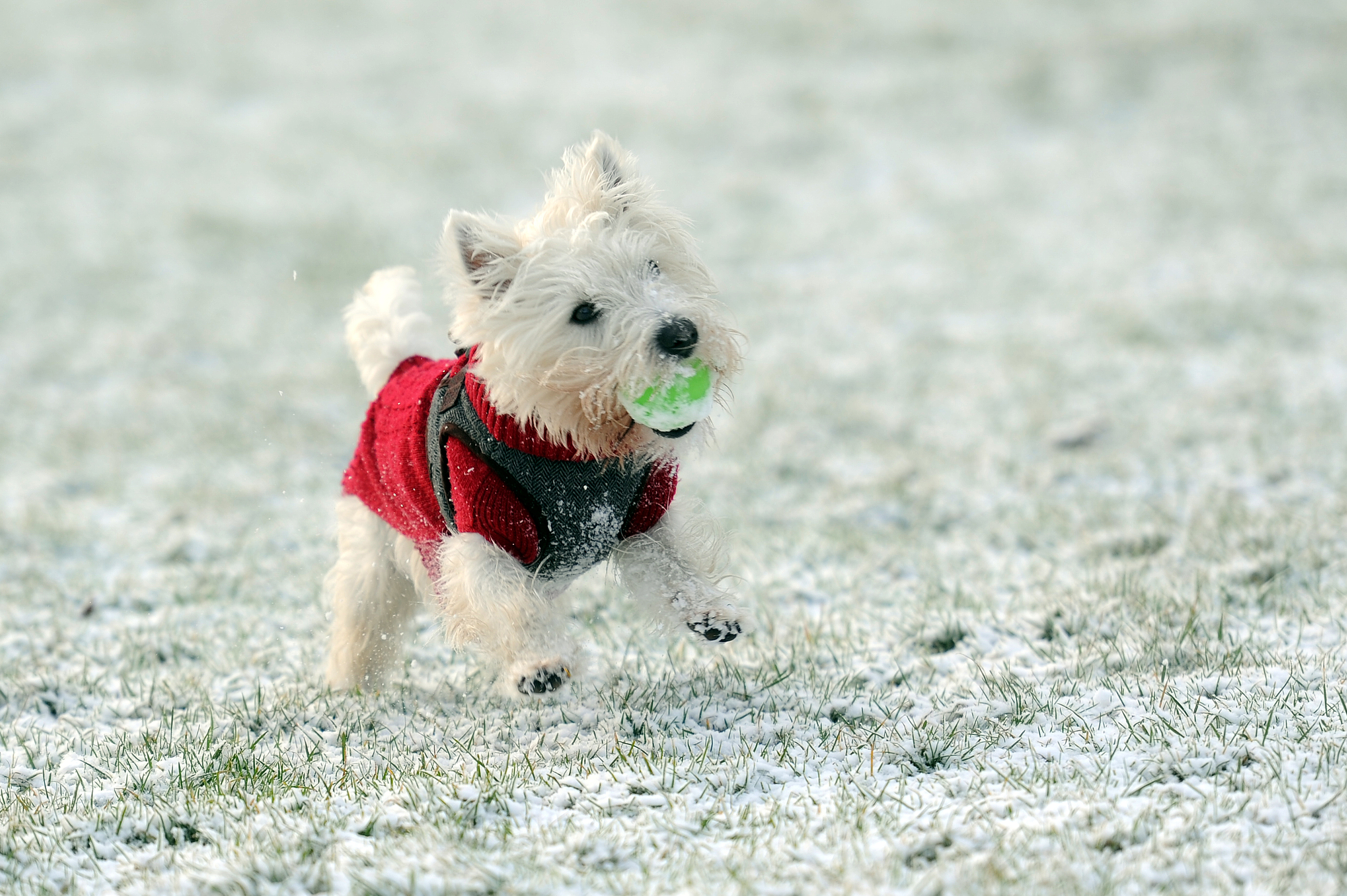 Rupert a two-year-old Westie may have enjoyed chasing his ball in the snow - but it's been treacherous for most motorists recently.