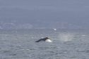 The humpback whale off Kinghorn.