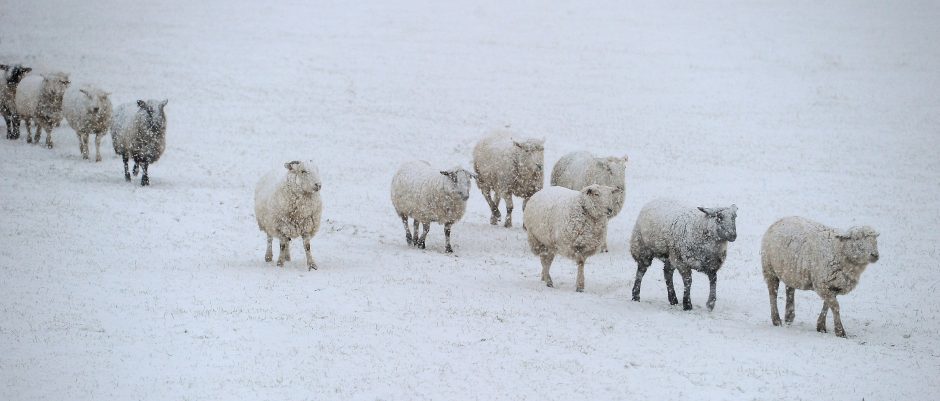 Follow the leader as a flock of sheep look for grazing in the snow near Nethy Bridge.