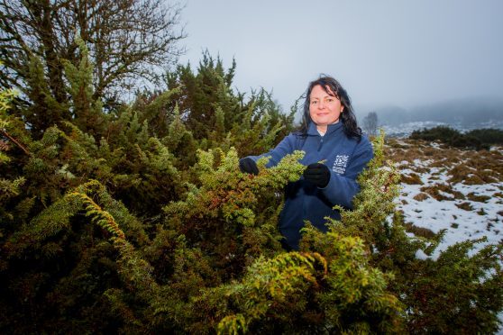 Scottish Wildlife Trust Perthshire Ranger Rachael Hunter alongside some of the Juniper at Balnagard Glen.