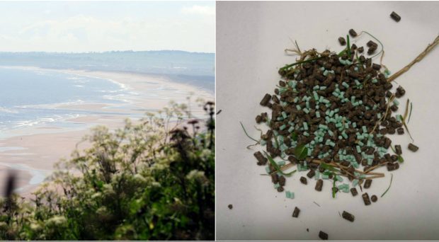 Poisoned bait (right) was eaten by an animal near St Cyrus.