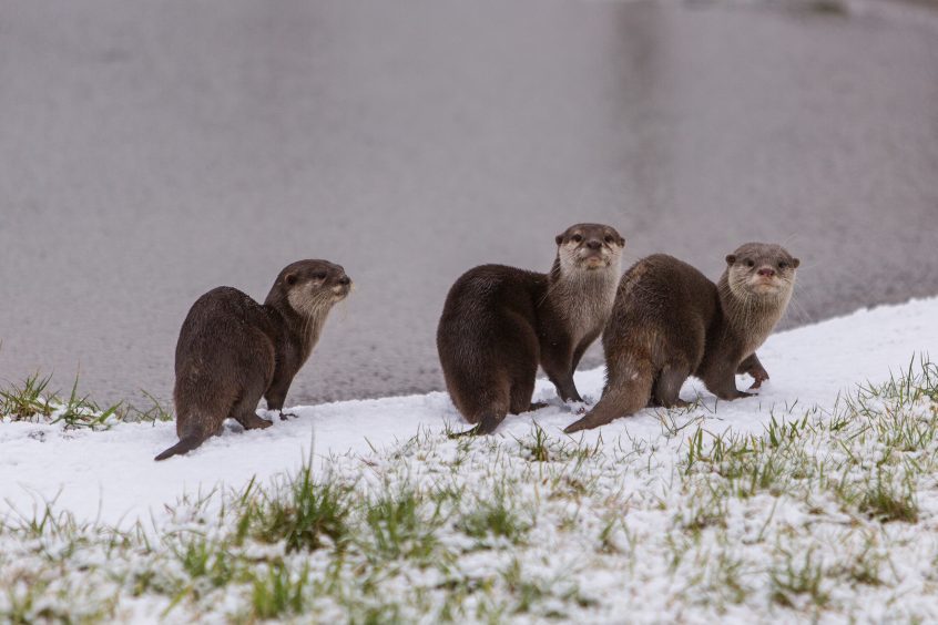 Brian, Pebbles and Flo the Otters run about in the snow at Camperdown Wildlife Park