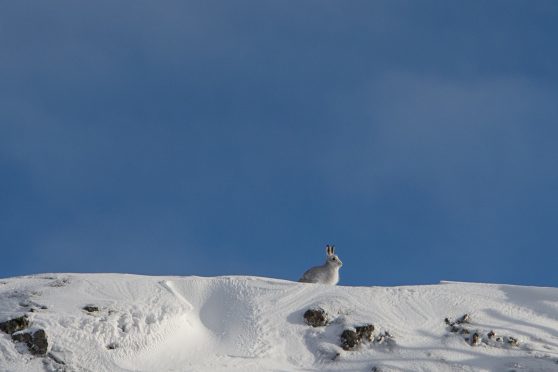 Mountain hare at Glenshee