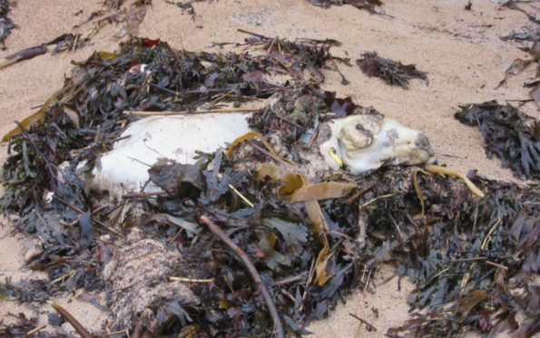 The rotting sheep carcass which lay for a fortnight on the beach at Anstruther.