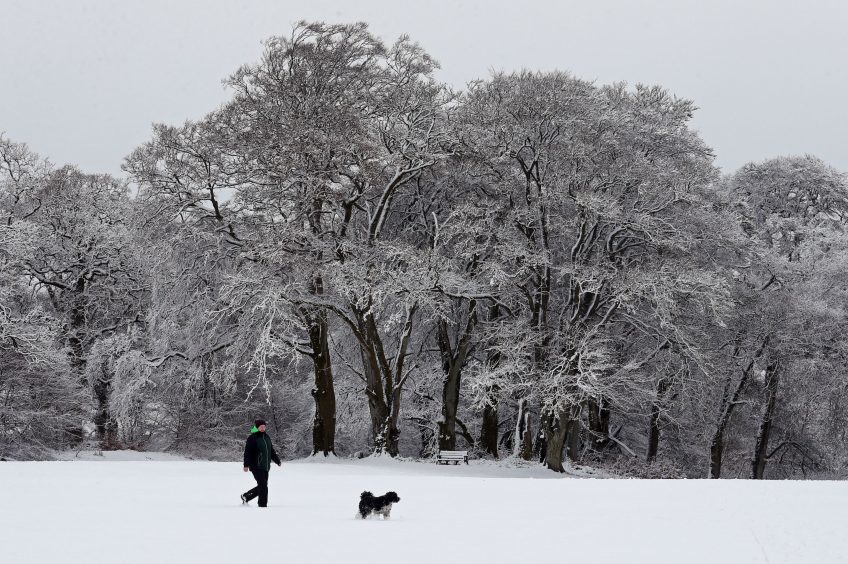 Jane Dinnell walks her dog Dolly, a Tibetan Terrier, at the Braco Castle Lodge park in Perthshire