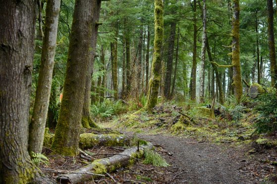 Farmers have been encouraged by Forestry Commission Scotland to integrate woodlands into their land use