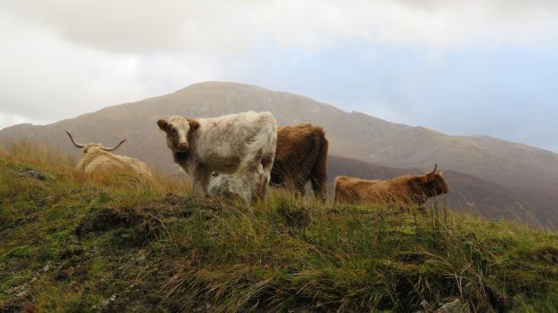 Future farm policy in England may not suit conditions in the devolved nations