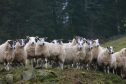 Dog owners are urged to keep their pets under control around sheep.