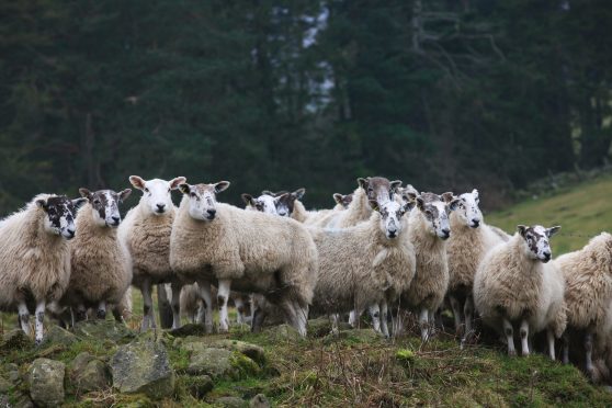 The farmers' union has called on Defra Secretary Michael Gove to support a European Commission amendment