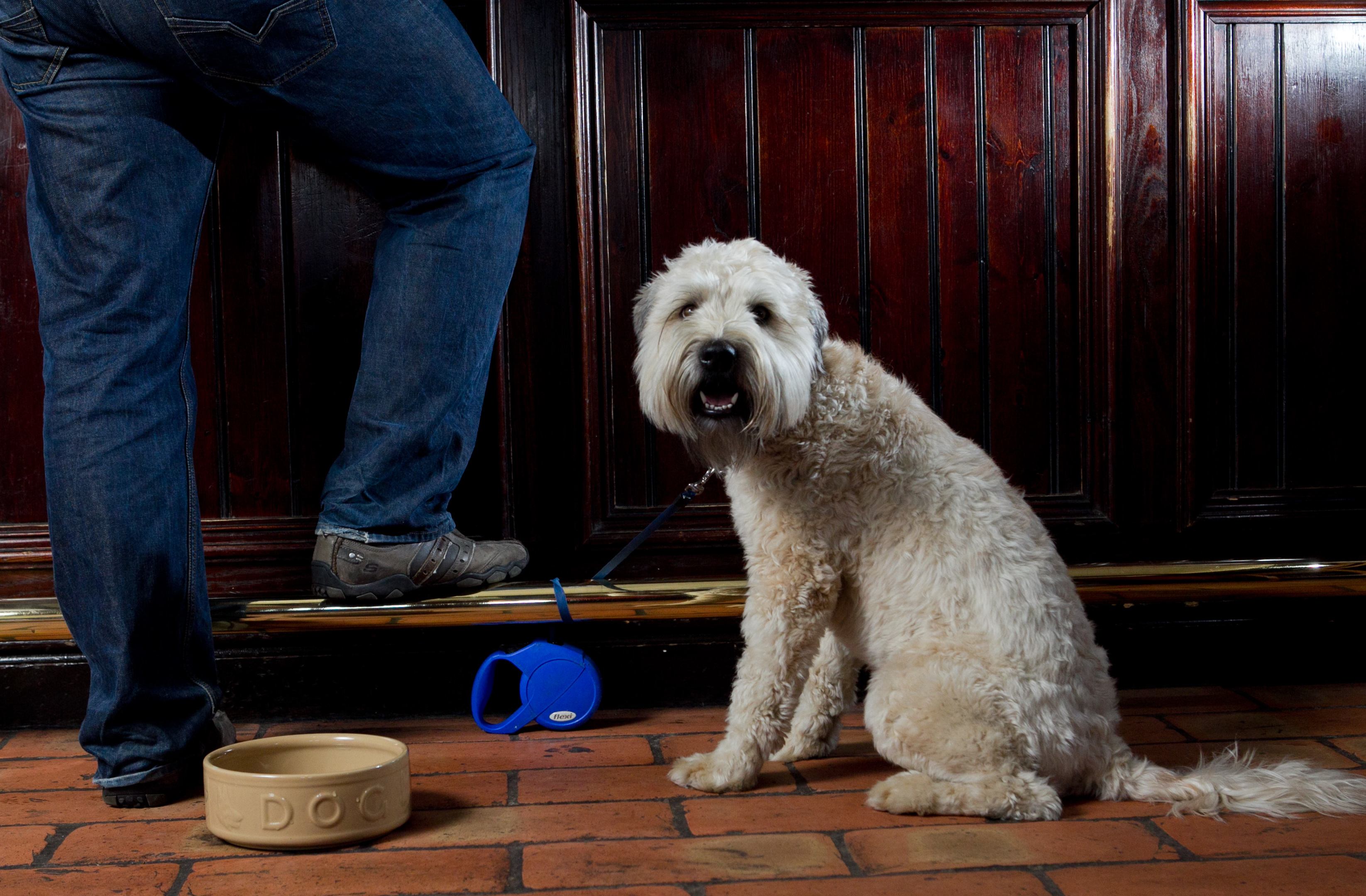 There's no need to leave your dog at home if you pick the right pub.