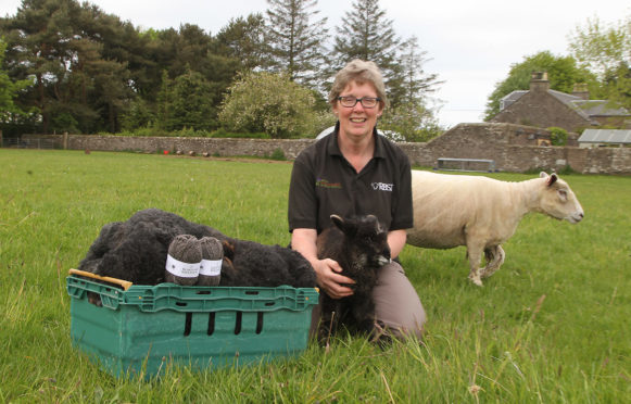 Rosemary and Dan Champion have sold wool to Alaska. Story on the success of their farming business. Ross MacCallum interest. Rosedean Ryelands Dalmore Station Road Barry Angus
Pic shows Rosemary  ...pic Paul Reid