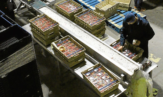 Produce being packaged at Angus Soft Fruits