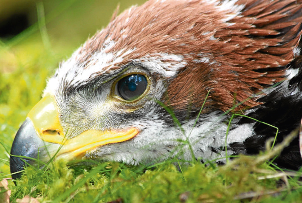 The golden eagle hatched at a site in the Scottish Borders in 2017. Picture: Saltire News.