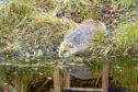 One of the beavers successfully reintroduced to Knapdale Forest in Argyll and Bute in an official trial.