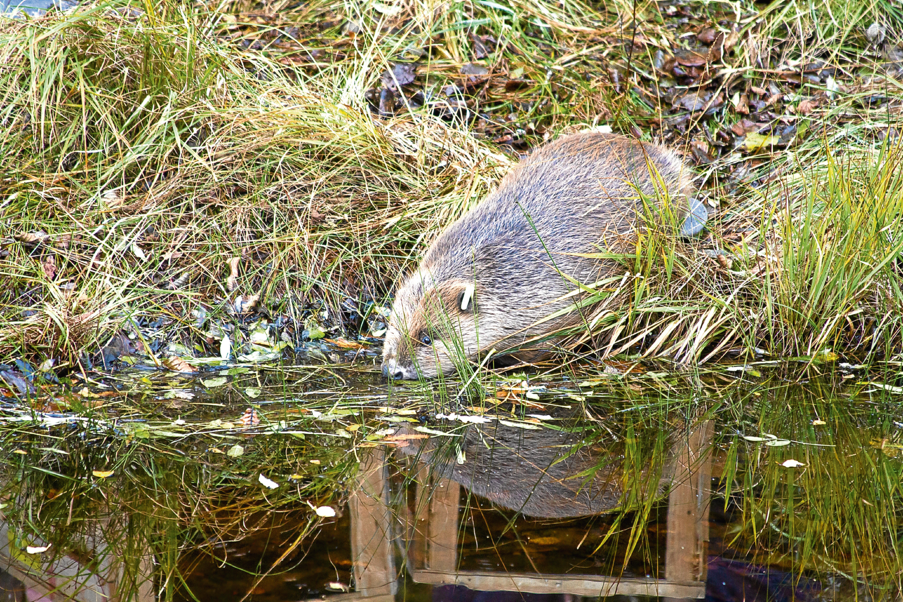 One of the beavers successfully reintroduced to Knapdale Forest in Argyll and Bute in an official trial.