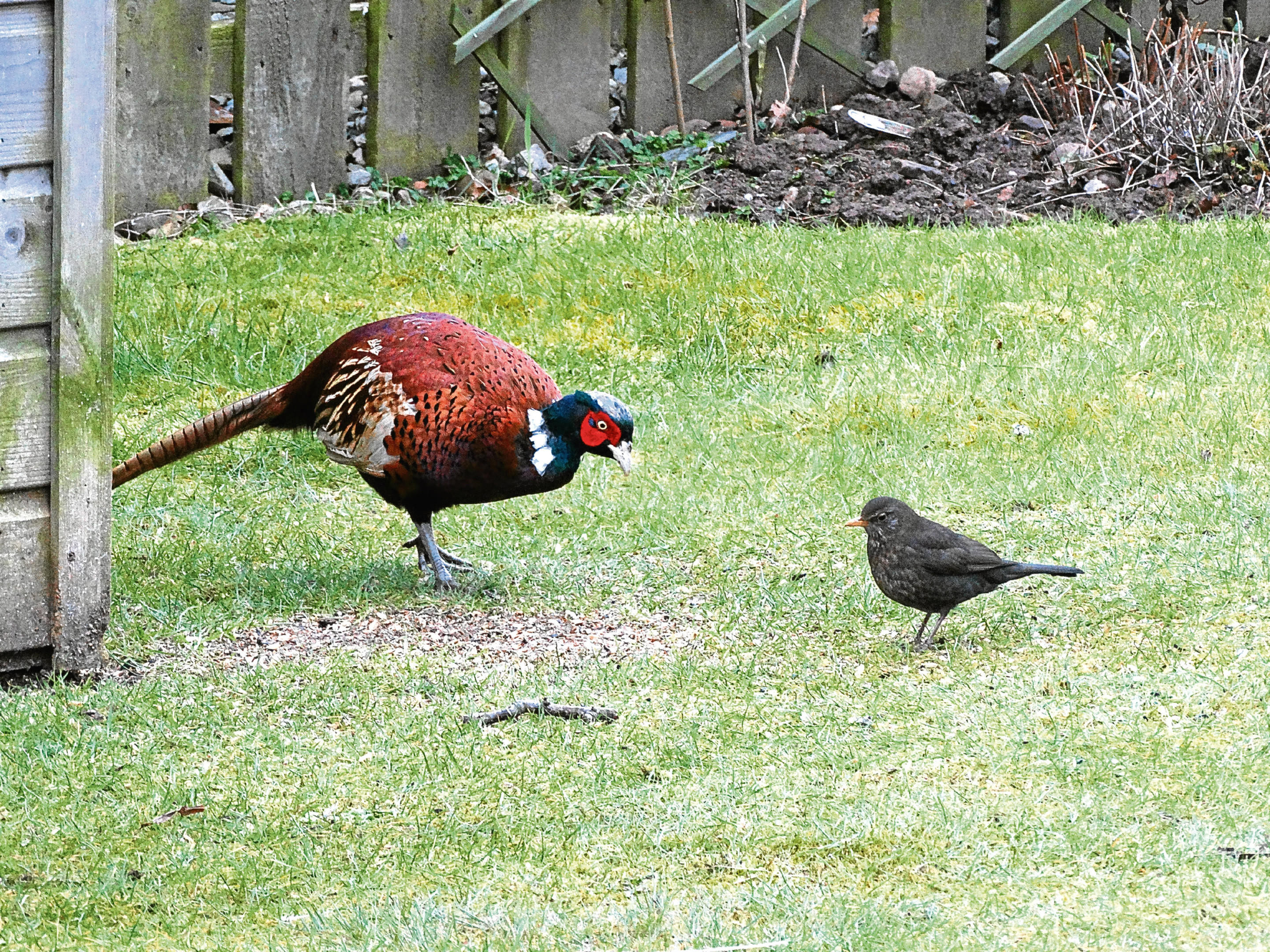 The cock pheasant that visits the Whitsons' garden is joined by a jackdaw.