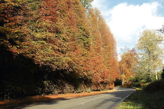 The Meikleour beech hedge.