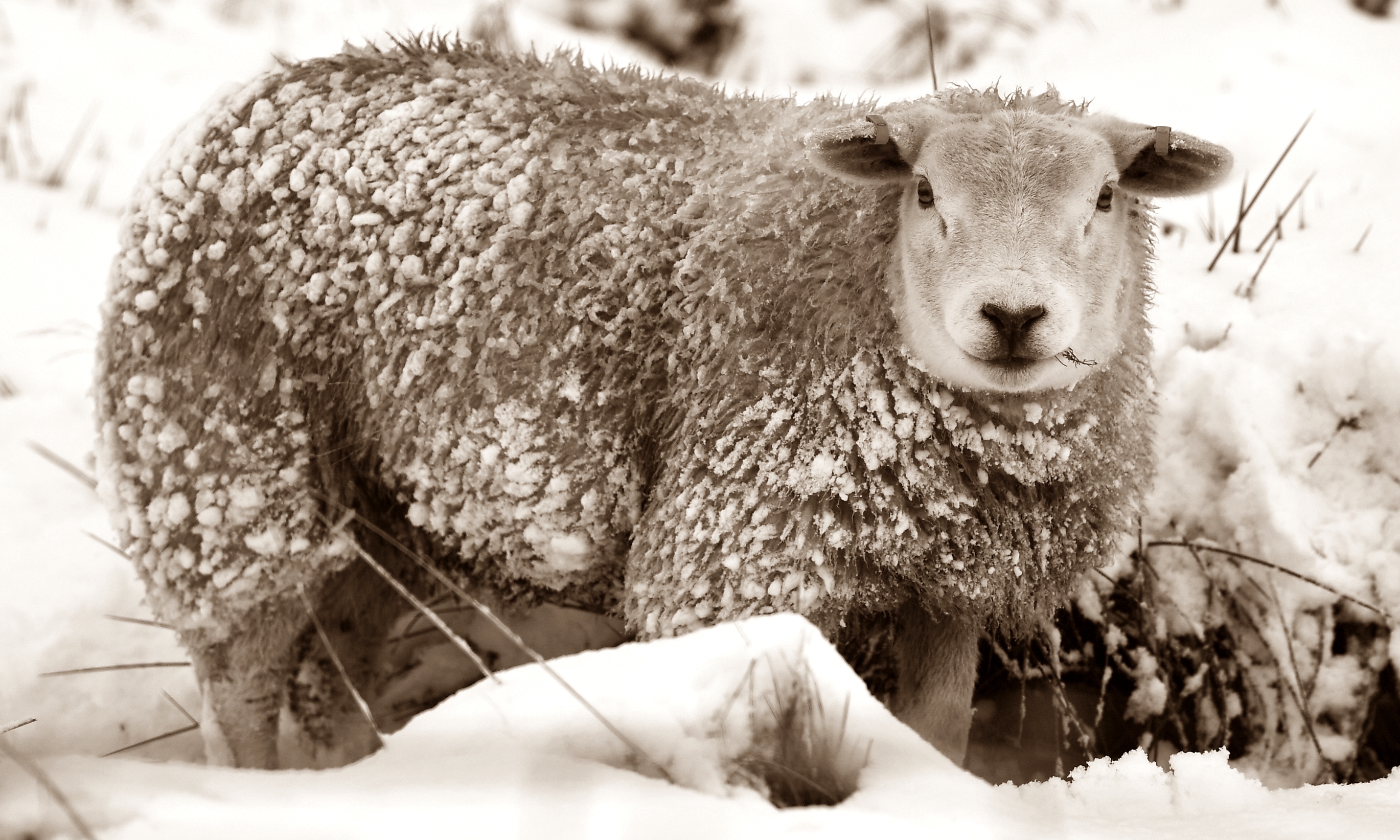 Sanguine sheep became blood-thirsty brutes during the Thirteen Drifty Days.