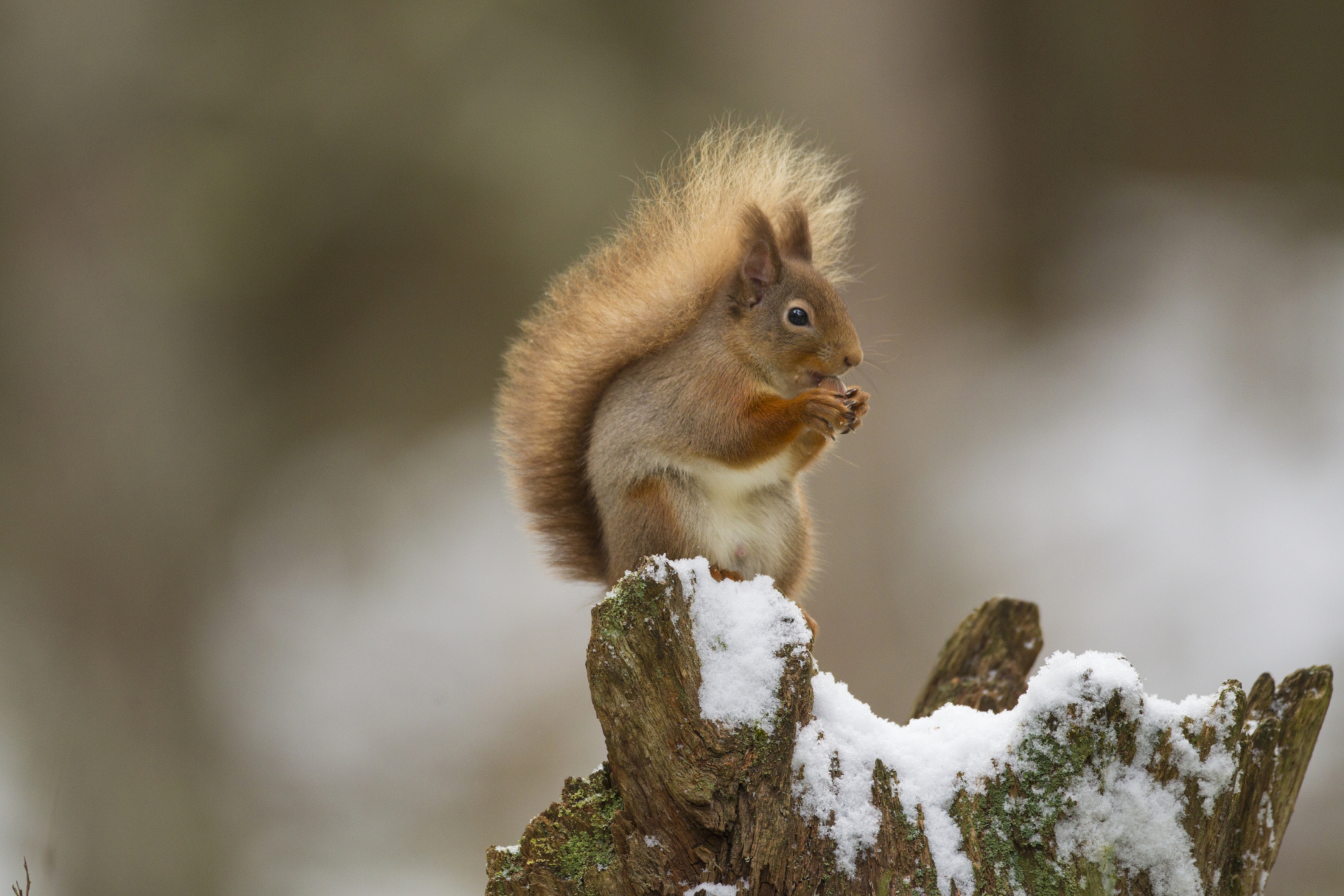 Red squirrels are one of Scotland's iconic species.