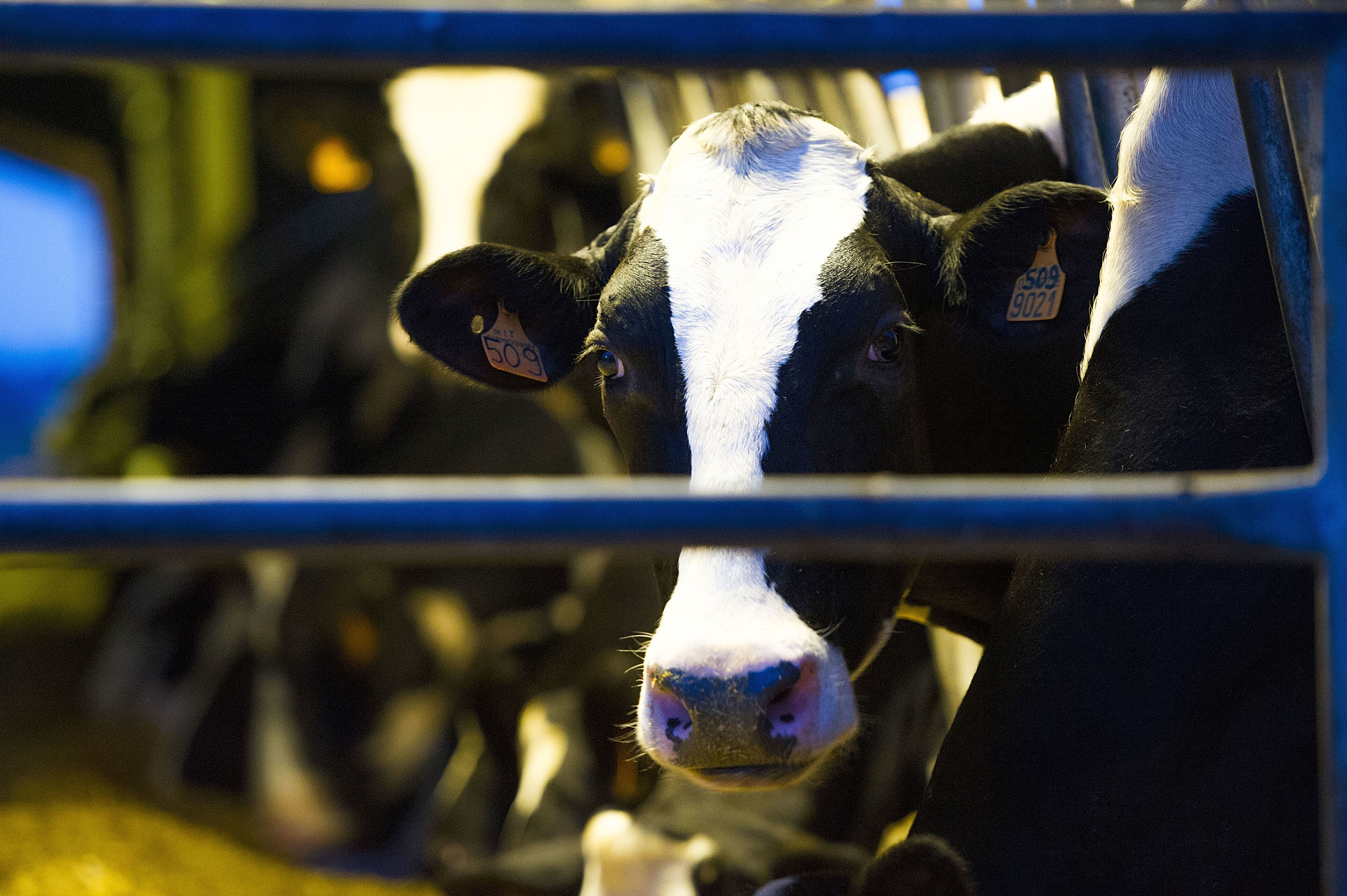 The UK Government believes compulsory milk contracts will provide greater security for dairy farmers.