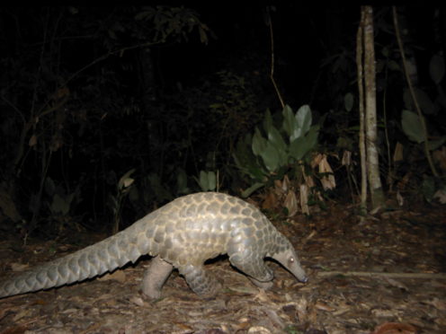 Giant Pangolin are primarily nocturnal animals and feed predominantly on ants and termites. Their existence is under threat.