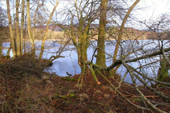 Trees chewed by beavers.